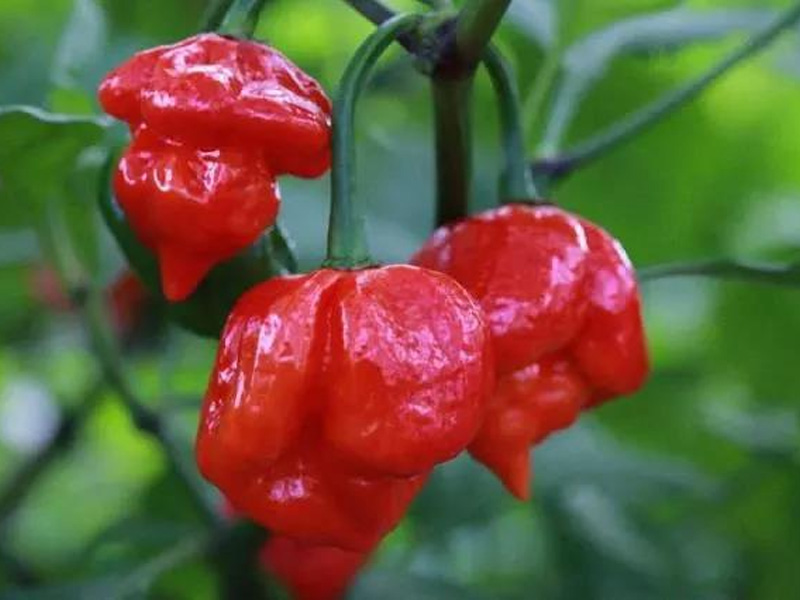 世界最辣五种辣椒，你知路吗？