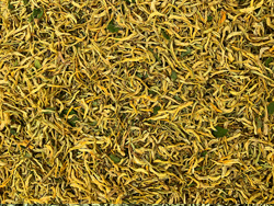 意昂(中国区)体育·官方网站-意昂让你的选择异乎寻常