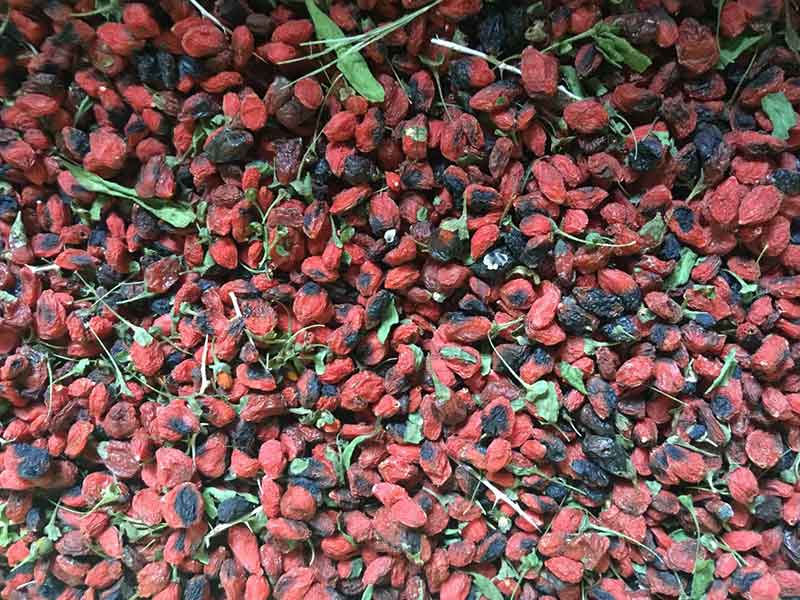 色选机|食品色选机|再生资源色选机|矿石色选机|履带色选机