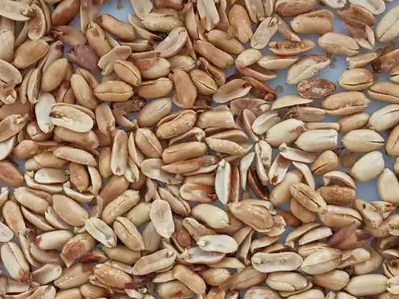 色选机|食品色选机|再生资源色选机|矿石色选机|履带色选机