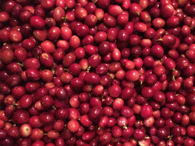 色选机|食品色选机|再生资源色选机|矿石色选机|履带色选机