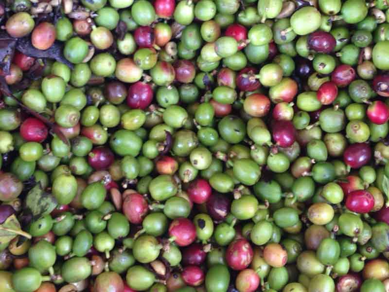 色选机|食品色选机|再生资源色选机|矿石色选机|履带色选机