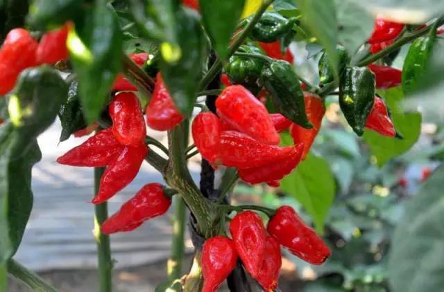 色选机|食品|再生料|矿石|蒜米色选机