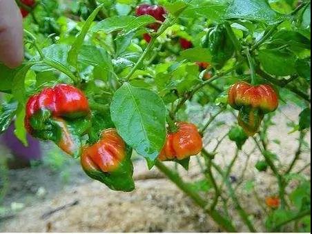 色选机|食品|再生料|矿石|蒜米色选机