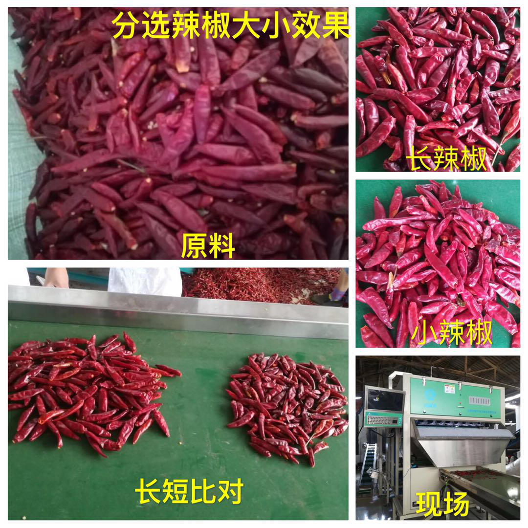 色选机|食品|再生料|矿石|履带色选机