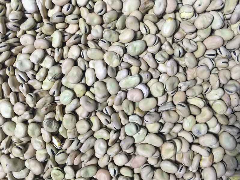 色选机|食品色选机|再生资源色选机|矿石色选机|履带色选机