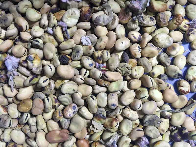 色选机|食品色选机|再生资源色选机|矿石色选机|履带色选机