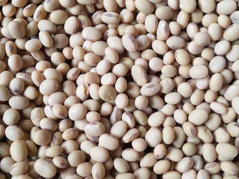 色选机|食品色选机|再生资源色选机|矿石色选机|履带色选机