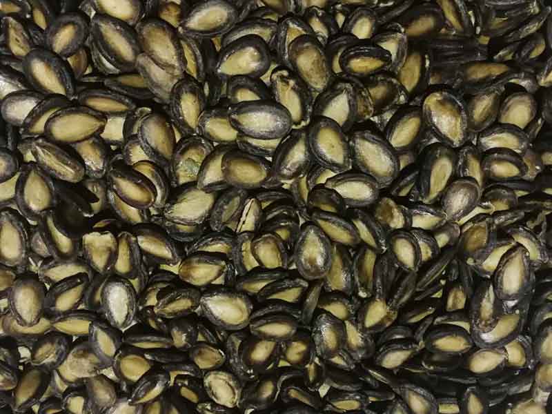 色选机|食品色选机|再生资源色选机|矿石色选机|履带色选机