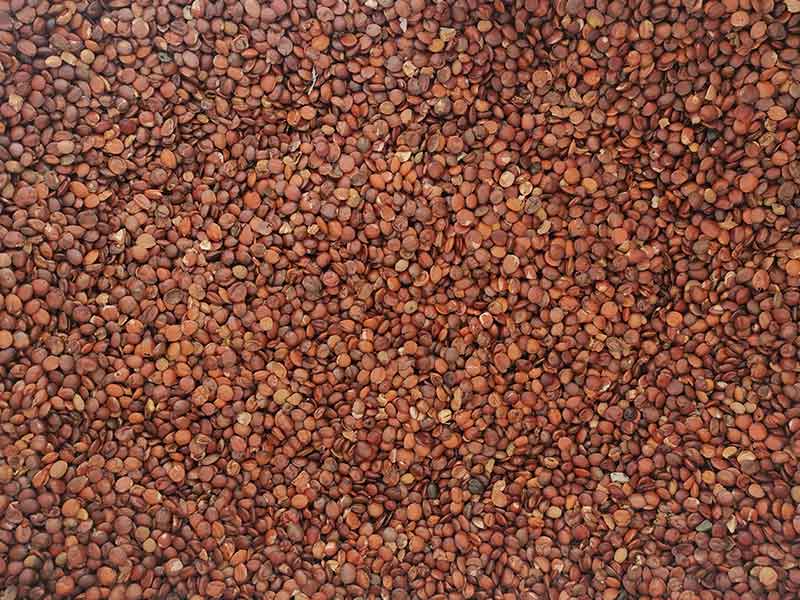 色选机|食品色选机|再生资源色选机|矿石色选机|履带色选机