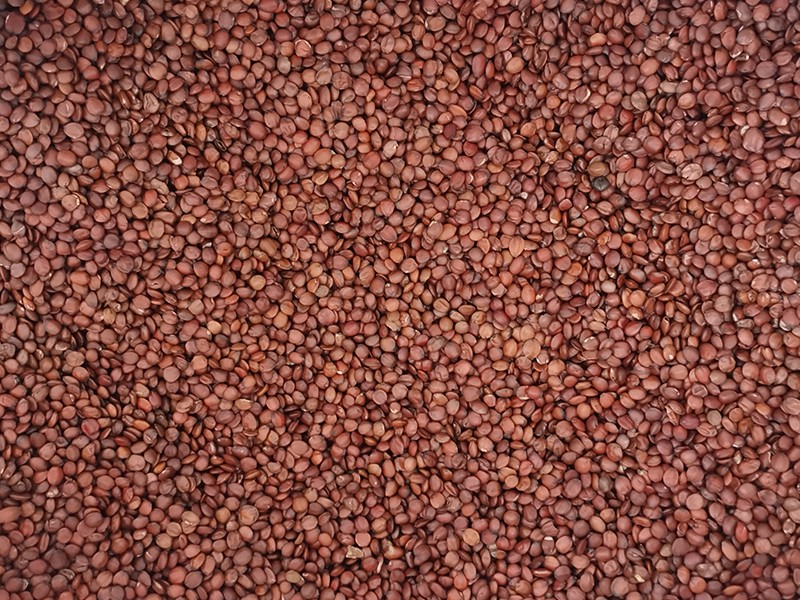 色选机|食品色选机|再生资源色选机|矿石色选机|履带色选机