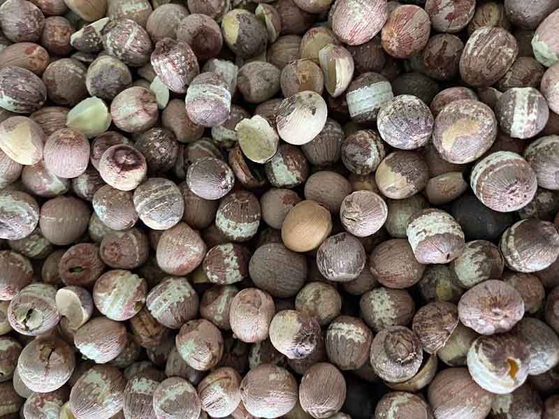 色选机|食品色选机|再生资源色选机|矿石色选机|履带色选机