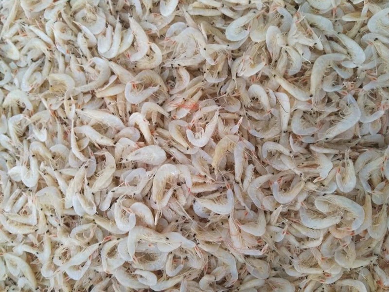 色选机|食品色选机|再生资源色选机|矿石色选机|履带色选机