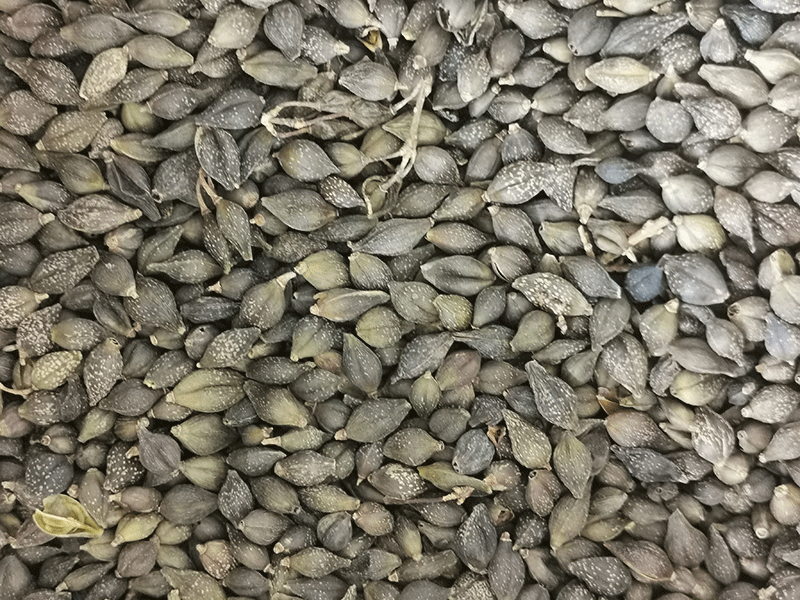 色选机|食品色选机|再生资源色选机|矿石色选机|履带色选机