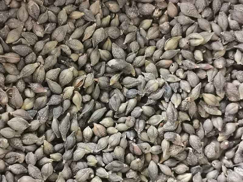 色选机|食品色选机|再生资源色选机|矿石色选机|履带色选机