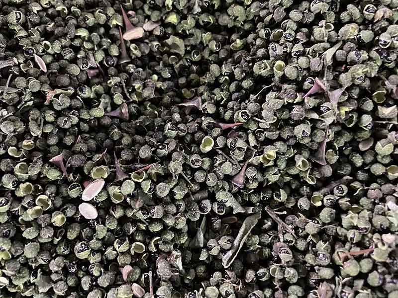 色选机|食品色选机|再生资源色选机|矿石色选机|履带色选机