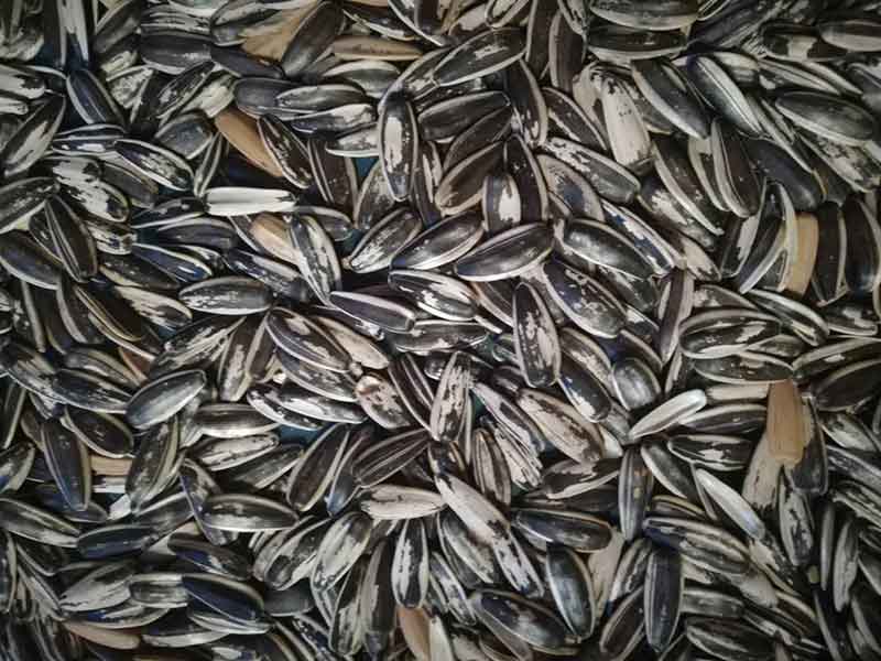 色选机|食品色选机|再生资源色选机|矿石色选机|履带色选机