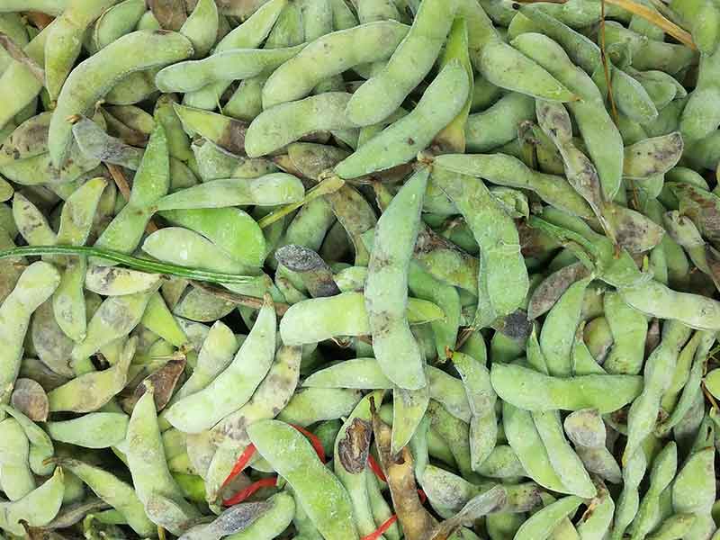 色选机|食品色选机|再生资源色选机|矿石色选机|履带色选机