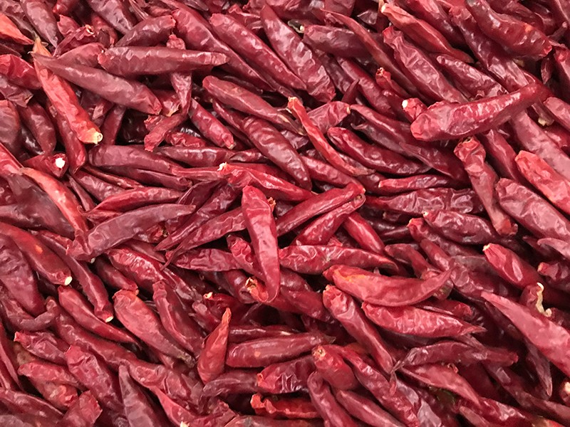 山东金乡-辣椒-李-3028处，好料改.jpg